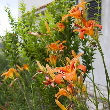 Apartman Korsa